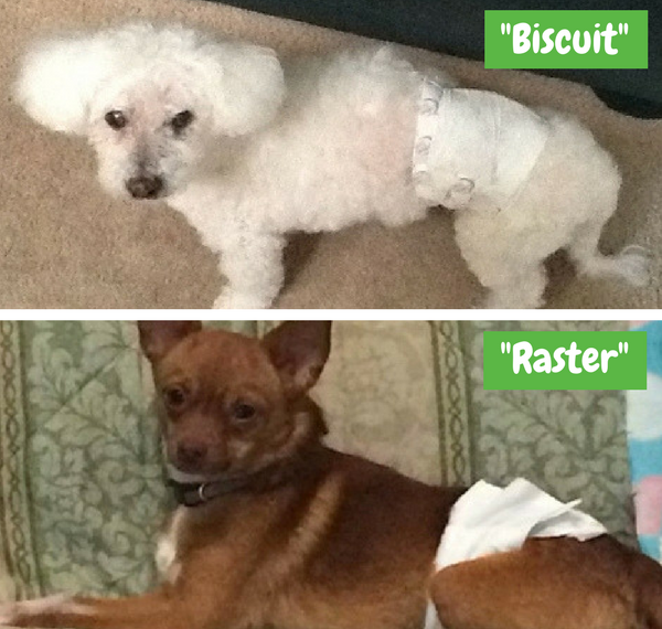 dogs wearing disposable diapers