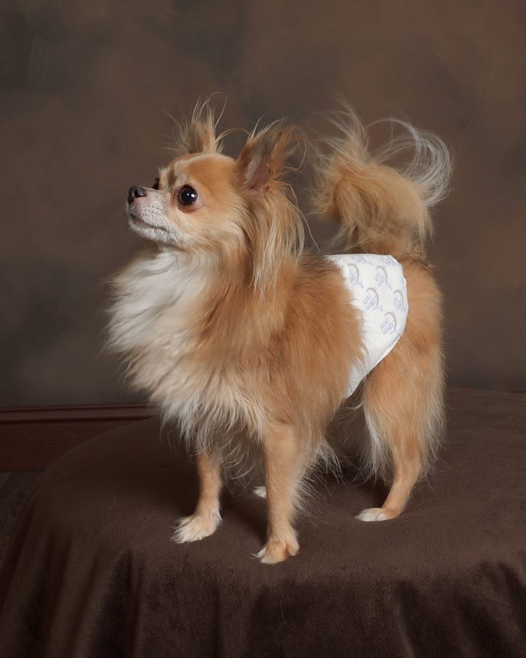 dog in disposable diaper