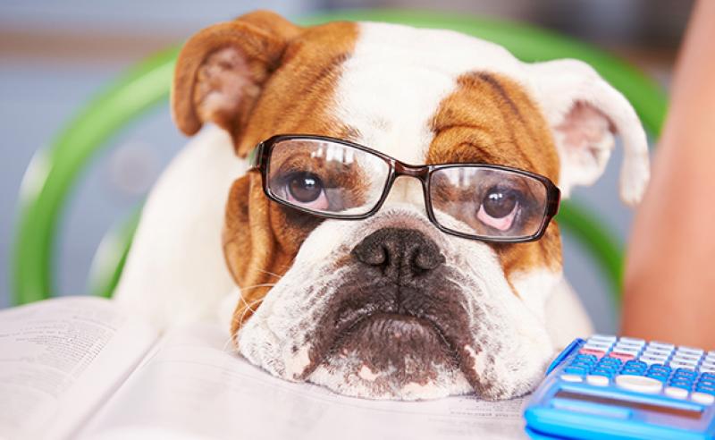 bulldog wearing glasses
