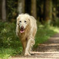 Senior dogs enjoy being active and healthy.