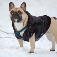 Keep your dog safe in the winter from the cold harsh weather and the results it can bring. Take the necessary precautions!