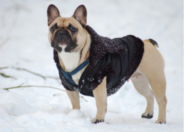 Keep your dog safe in the winter from the cold harsh weather and the results it can bring. Take the necessary precautions!